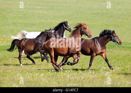 Herd of beautiful horses gallop on pasture Stock Photo