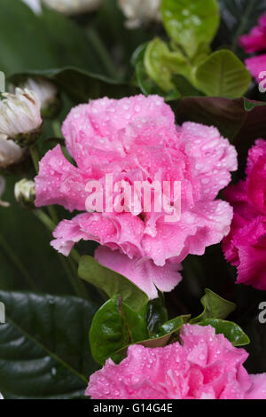 pink Carnations flower with water drop on black background Stock Photo ...