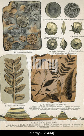 Historical artwork of various fossils. Stock Photo