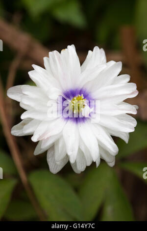Blue centred double white flowered variety of the wood anemone, Anemone nemorosa 'Blue Eyes' Stock Photo