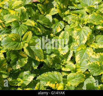 Gold variegated foliage of the hardy perennial pot herb Melissa officinalis 'Aurea', golden lemon balm Stock Photo