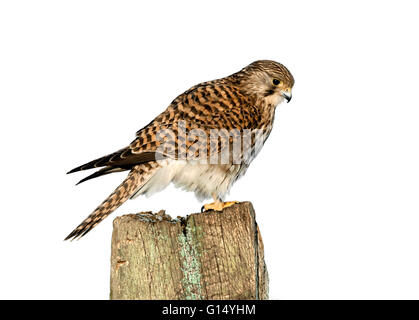 Kestrel - Falco tinnunculus Stock Photo