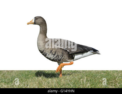 Greenland White-fronted Goose - Anser albifrons flavirostris Stock Photo