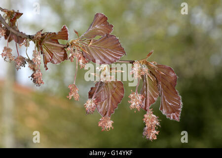 Copper Beech - Fagus sylvatica'Atropunicea' (Purpurea) Stock Photo