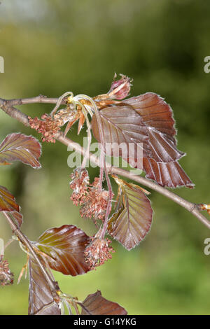 Copper Beech - Fagus sylvatica 'Atropunicea' (Purpurea) Stock Photo