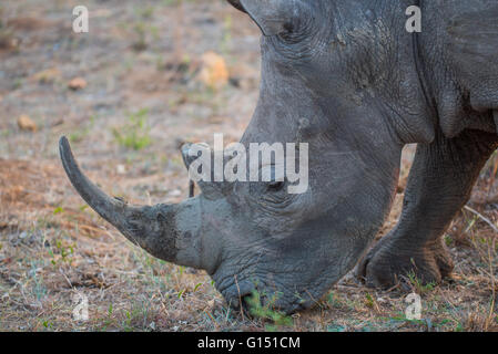 A white rhino grazing on short grass in the Kruger National Park
