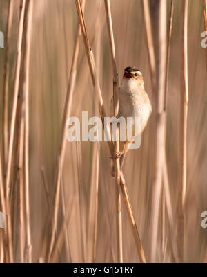 Sedge Warbler (Acrocephalus schoenobaenus) singing and perched on reed, Suffolk Stock Photo