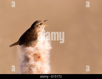 Wren (Troglodytes troglodytes) singing and displaying in early morning spring sunshine on top of Bulrush seed head