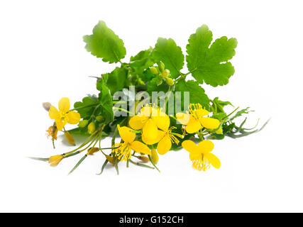 Celandine medicinal plant isolated on white Stock Photo