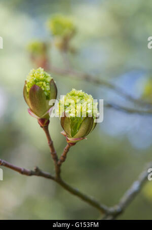 Acer Platanoides flowers. Norway Maple tree. UK Stock Photo