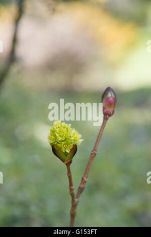 Acer Platanoides flowers. Norway Maple tree. UK Stock Photo