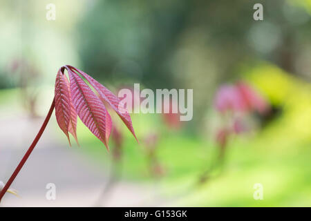 Aesculus Parviflora. Dwarf buckeye tree leaves in spring. UK Stock Photo