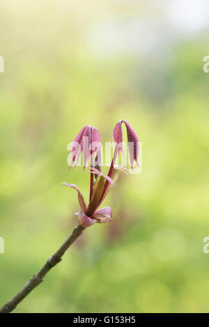 Aesculus Parviflora. Dwarf buckeye tree leaves in spring. UK Stock Photo