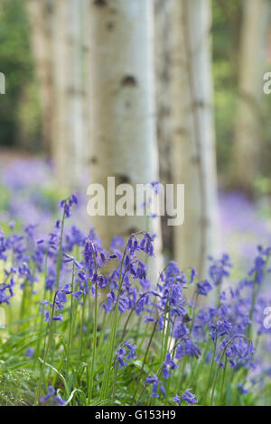 Hyacinthoides non scripta. Bluebells in amongst silver birch trees. England Stock Photo