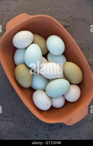 Collected freshly laid free range home produced eggs in a terracotta bowl Stock Photo