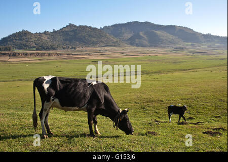 Cow and calf grazing in the Ethiopian highlands Stock Photo