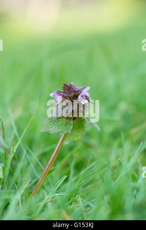 Lamium purpureum. Red dead nettle in long grass. UK Stock Photo