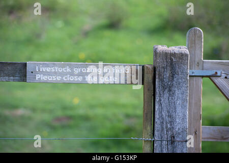 Livestock grazing in field. Please close the gate sign in the english countryside Stock Photo