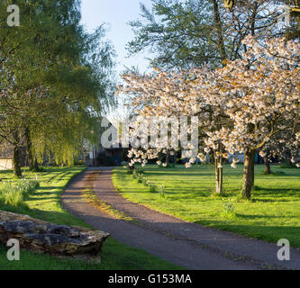 Cherry tree in blossom on a farm driveway in morning sunlight. Oxfordshire, England Stock Photo