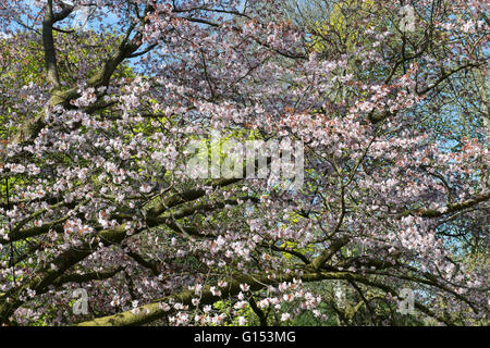 Prunus Sargentii. Sargents cherry tree blossom at Westonbirt Arboretum. Gloucestershire, England Stock Photo