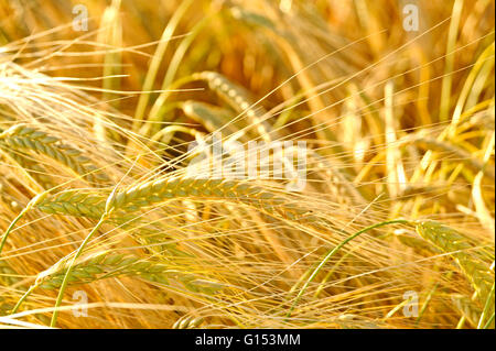 EAR OF WHEAT GROWING IN FIELD Stock Photo