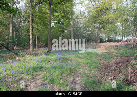 Bluebells in unspoilt woods in Buckinghamshire Stock Photo