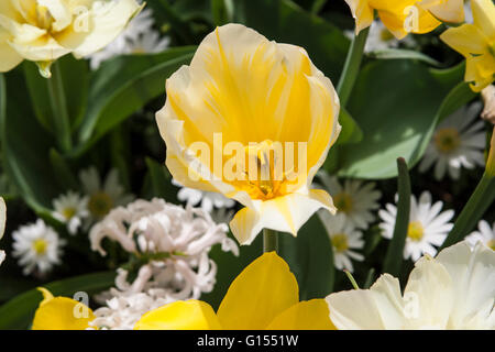 Tulipa, Tulipa sweetheart isolated. Stock Photo