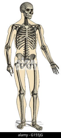 Illustration of a human skeleton and its surrounding body mass. Stock Photo