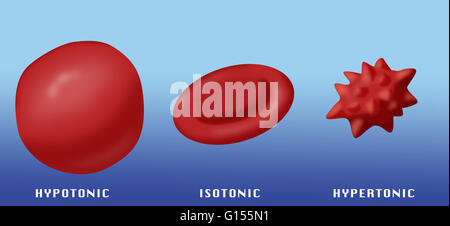 Illustration showing the effect of hypotonic, isotonic and hypertonic ...