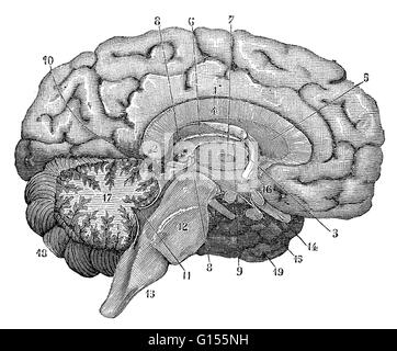 Illustration of a cross-section of the brain showing parts such as the cerebrum, cerebellum, corpus callosum, medulla oblongata, temporal lobe, hypothalamus, frontal lobe, limbic system, corpus callosum, parietal lobe, thalamus, occipital lobe, midbrain, Stock Photo