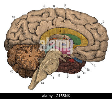 Color enhanced illustration of a cross-section of the brain showing parts such as the cerebrum, cerebellum, corpus callosum, medulla oblongata, temporal lobe, hypothalamus, frontal lobe, limbic system, corpus callosum, parietal lobe, thalamus, occipital l Stock Photo
