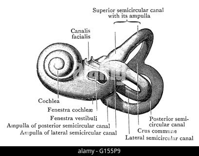 Illustration of the left bony labyrinth of the inner ear from the lateral side. The bony labyrinth or osseous labyrinth is comprised of the vestibule, the three semicircular canals and the cochlea. The membranous labyrinth is contained within it. Stock Photo
