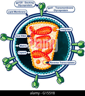 Hiv Particle Artwork Stock Photo Alamy