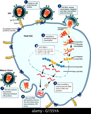 hiv life cycle steps