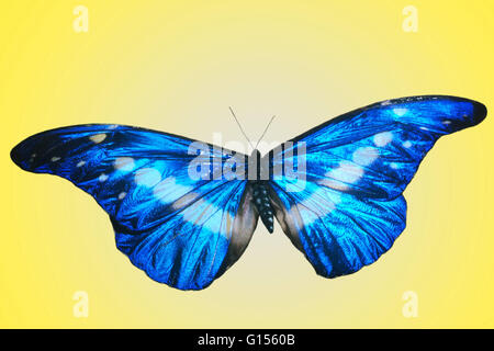 morpho-helena-butterfly-g1560b.jpg
