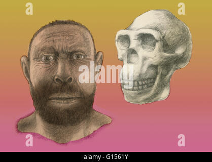 Homo erectus skull and facial reconstruction. Homo erectus was the most widespread of the hominids (with the exception of modern humans), and lived between 1.6 and 0.3 million years ago. Stock Photo