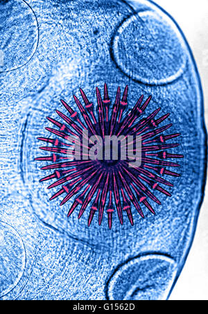 Color enhanced light micrograph showing the rostellum (a small beak-like part of the scolex) of the Dog Tapeworm (Taenia pisiformis). Stock Photo