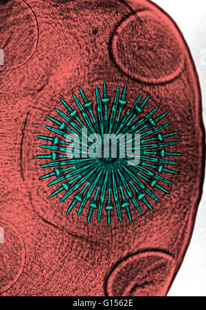 Color enhanced light micrograph showing the rostellum (a small beak-like part of the scolex) of the Dog Tapeworm (Taenia pisiformis). Stock Photo
