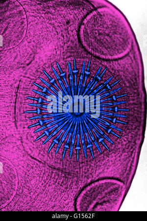 Color enhanced light micrograph showing the rostellum (a small beak-like part of the scolex) of the Dog Tapeworm (Taenia pisiformis). Stock Photo