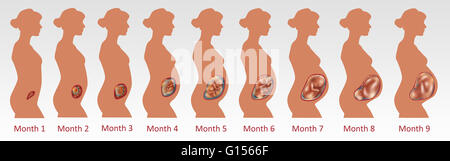 Fetal development over nine months. Stock Photo