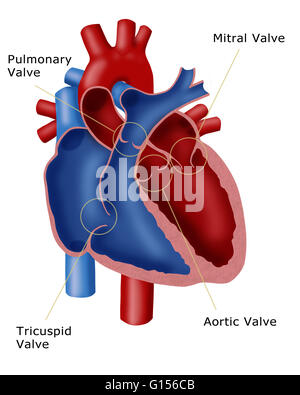 Illustration of a heart showing the four valves: pulmonary valve, mitral valve, tricuspid valve, and the aortic valve. Stock Photo