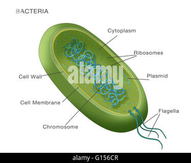 Illustration of a typical bacterium, with key parts (cell membrane, cytoplasm, flagella, etc.) labeled. Stock Photo