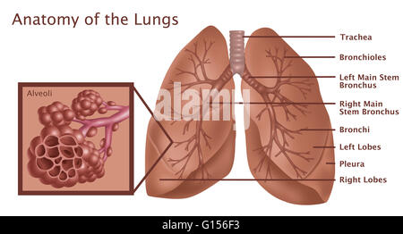 Anatomical illustration of the lungs, with (top to bottom) the Stock ...