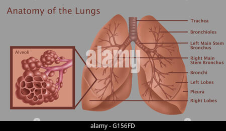 Anatomical illustration of the lungs, with (top to bottom) the trachea, bronchioles, left main stem bronchus, right main stem bronchus, bronchi, left lobes, pleura, and right lobes labeled; also featuring a close-up of the alveoli. Stock Photo