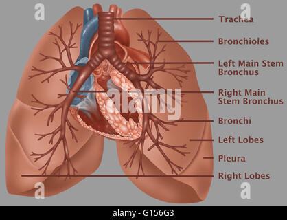 Anatomical illustration of the lungs, with (top to bottom) the trachea, bronchioles, left main stem bronchus, right main stem bronchus, bronchi, left lobes, pleura, and right lobes labeled Stock Photo