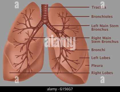 Anatomical illustration of the lungs, with (top to bottom) the trachea, bronchioles, left main stem bronchus, right main stem bronchus, bronchi, left lobes, pleura, and right lobes labeled Stock Photo