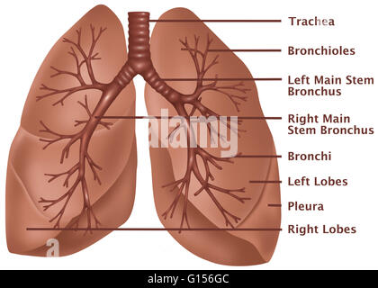 Anatomical illustration of the lungs, with (top to bottom) the trachea, bronchioles, left main stem bronchus, right main stem bronchus, bronchi, left lobes, pleura, and right lobes labeled. Stock Photo