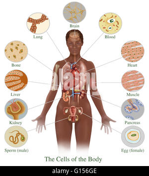 Illustration detailing the various cells found in the human body. Shown here are cells from (bottom left, around to bottom right) sperm (male), the kidneys, the liver, bones, the lungs, the brain, blood, the heart, muscle, the pancreas and eggs (female). Stock Photo