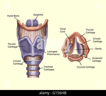 Illustration of the anatomy of the larynx Stock Photo