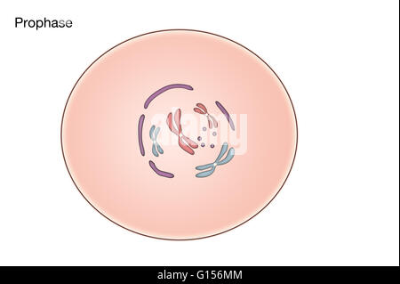 Prophase of mitosis in an animal cell hi-res stock photography and images -  Alamy